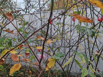 Eladó családi ház - Szolnok (Kórház környéke) / 25. kép