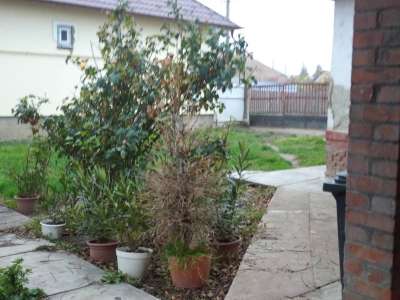 Eladó családi ház - Tiszaföldvár (Tiszaföldvár) / 17. kép