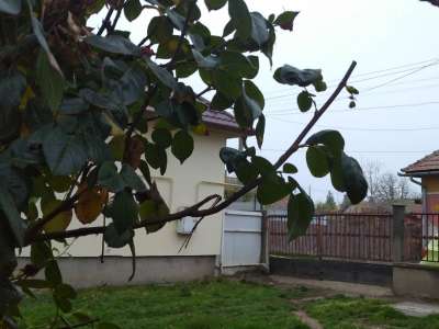 Eladó családi ház - Tiszaföldvár (Tiszaföldvár) / 21. kép