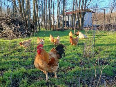 Eladó családi ház - Tiszaföldvár (Tiszaföldvár) / 19. kép