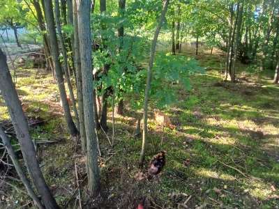 Eladó családi ház - Tiszaföldvár (Tiszaföldvár) / 18. kép