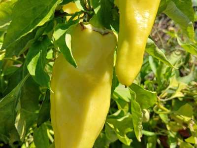 Eladó családi ház - Tiszaföldvár (Tiszaföldvár) / 20. kép