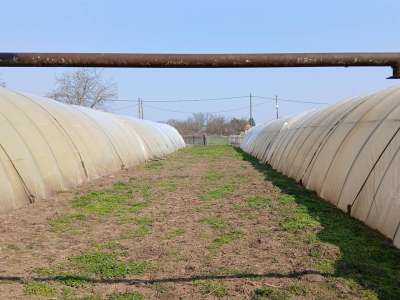 Eladó mezőgazdasági terület - Tiszaföldvár / 7. kép
