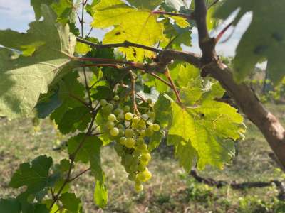 Eladó építési telek - Balatonszepezd / 2. kép