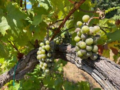 Eladó építési telek - Balatonszepezd / 24. kép