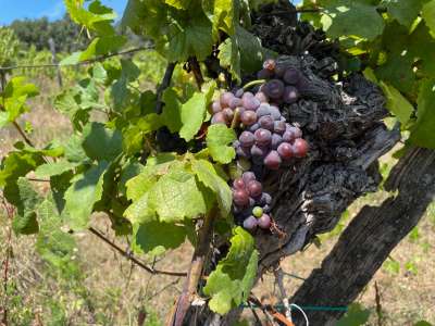 Eladó építési telek - Balatonszepezd / 26. kép