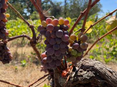 Eladó építési telek - Balatonszepezd / 27. kép