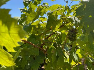 Eladó építési telek - Balatonszepezd / 28. kép