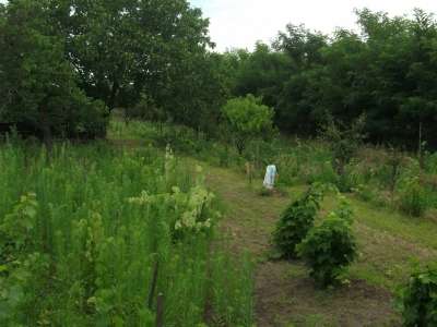 Eladó nyaraló - Tiszavárkony (Tiszavárkonyi-Szőlők) / 4. kép