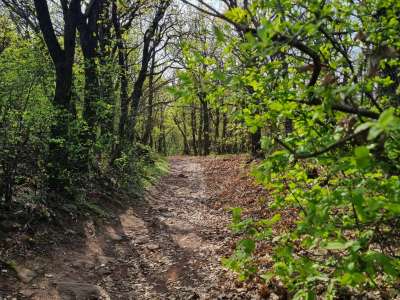 Eladó építési telek - Balatonalmádi (Öreghegy) / 11. kép