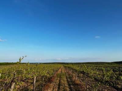 Eladó mezőgazdasági terület - Zánka / 2. kép