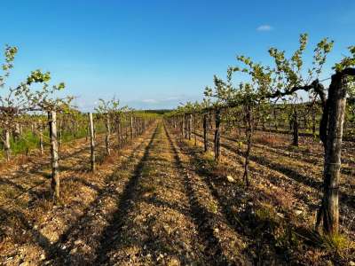 Eladó mezőgazdasági terület - Zánka / 3. kép