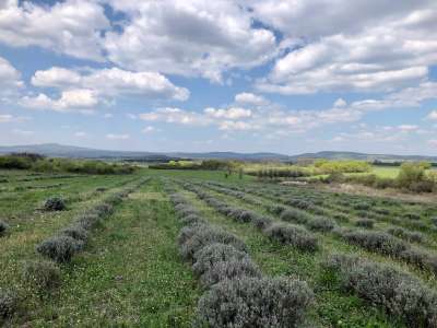 Eladó mezőgazdasági terület - Barnag / 8. kép