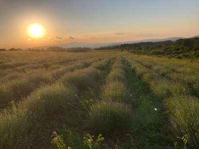 Eladó mezőgazdasági terület - Barnag / 1. kép