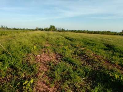 Eladó mezőgazdasági terület - Paloznak / 3. kép