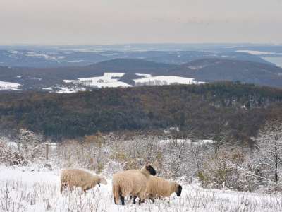 Eladó családi ház - Pécsely (szőlőhegy) / 17. kép