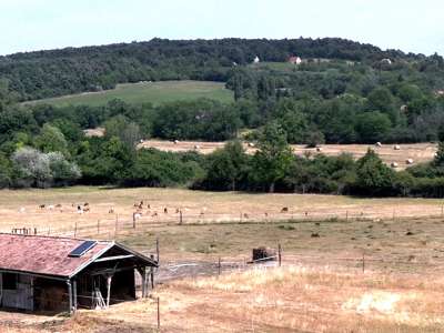 Eladó mezőgazdasági terület - Dörgicse / 5. kép