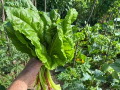 Eladó családi ház - Pécsely / 12. kép