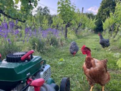 Eladó családi ház - Pécsely / 15. kép