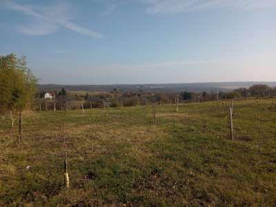 Eladó mezőgazdasági terület - Balatonkenese / 7. kép