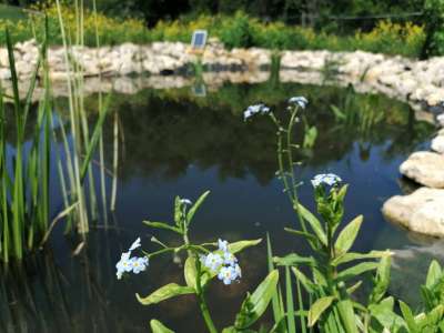Eladó gazdasági épület - Pécsely (szőlőhegy) / 17. kép
