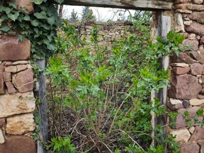 Eladó zártkert - Balatonalmádi / 13. kép