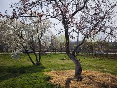 Eladó építési telek - Csopak / 6. kép