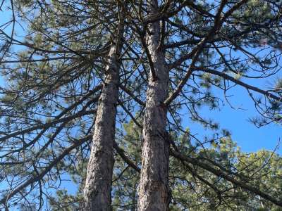 Eladó zártkert - Paloznak / 5. kép