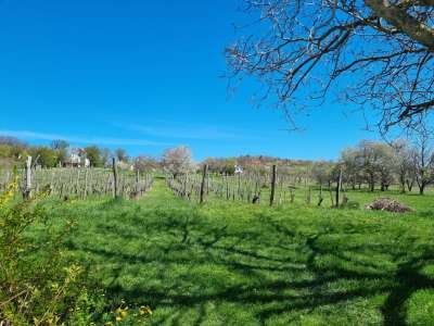 Eladó nyaraló - Balatonszőlős / 3. kép
