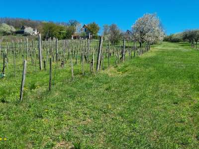 Eladó nyaraló - Balatonszőlős / 7. kép
