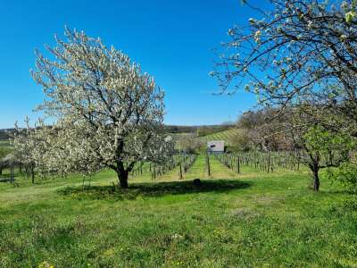 Eladó nyaraló - Balatonszőlős / 24. kép