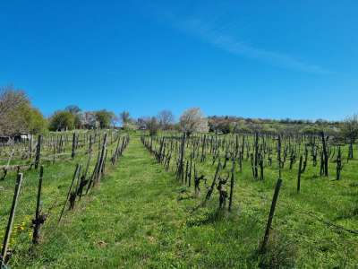 Eladó nyaraló - Balatonszőlős / 4. kép