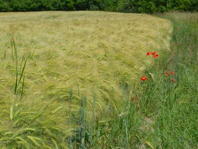 Eladó építési telek - Balatonkenese / 2. kép