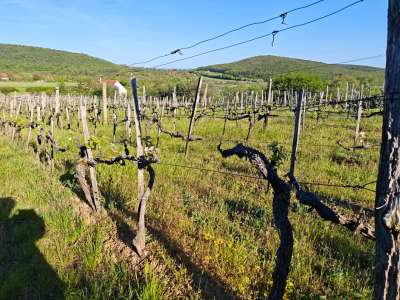 Eladó nyaraló - Felsőörs / 6. kép