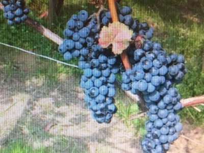 Eladó zártkert - Aszófő (Vörösmáli dűlő) / 3. kép