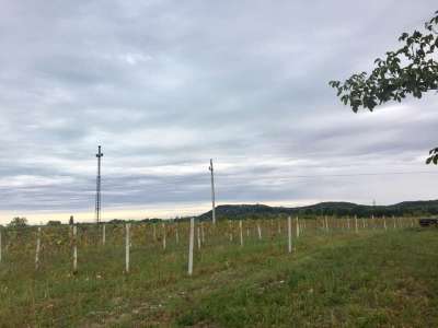 Eladó zártkert - Aszófő (Vörösmáli dűlő) / 4. kép