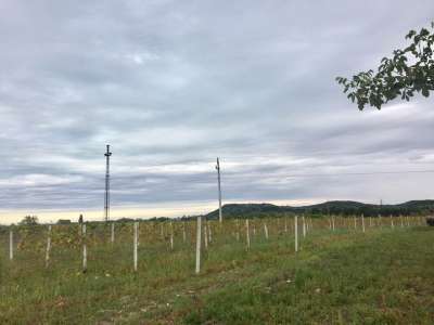 Eladó zártkert - Aszófő (Vörösmáli dűlő) / 5. kép