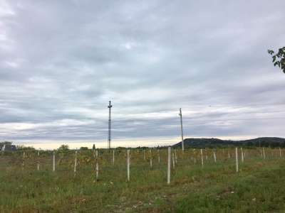 Eladó zártkert - Aszófő (Vörösmáli dűlő) / 6. kép