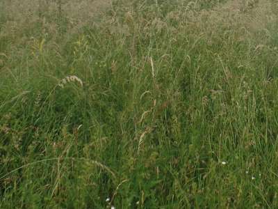 Eladó mezőgazdasági terület - Dörgicse / 1. kép