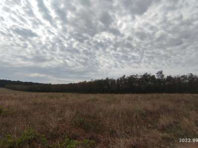 Eladó erdő - Zánka / 1. kép