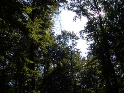 Eladó erdő - Balatonakali / 5. kép