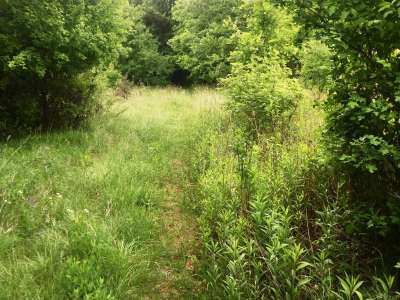 Eladó erdő - Balatonakali / 1. kép