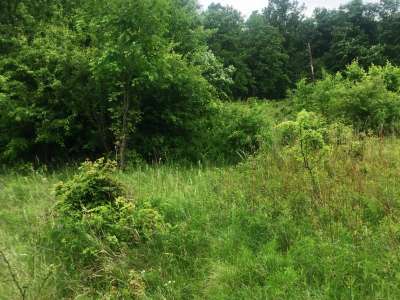 Eladó erdő - Balatonakali / 2. kép