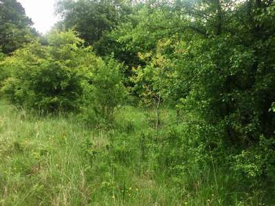 Eladó erdő - Balatonakali / 3. kép