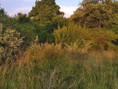 Eladó erdő - Balatonakali / 4. kép