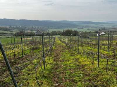 Eladó zártkert - Óbudavár / 7. kép
