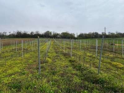 Eladó zártkert - Óbudavár / 8. kép