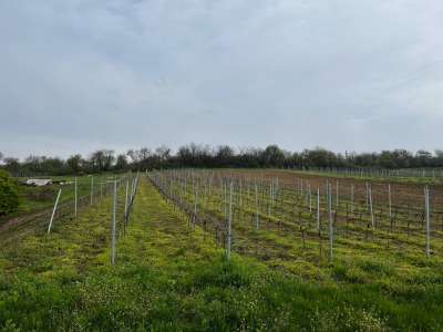 Eladó zártkert - Óbudavár / 6. kép