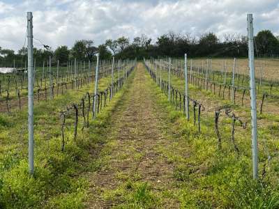 Eladó zártkert - Óbudavár / 4. kép