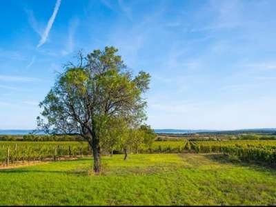 Eladó zártkert - Tagyon / 7. kép